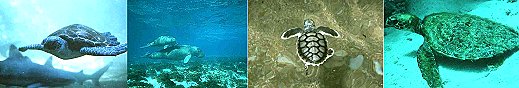 Green Turtle, Dugong & Calf, Flatback , Hawksbill. Photos courtesy of GBRMPA
