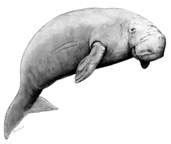 Dugong image courtesy of the Great Barrier Reef Marine Park Authority