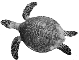 Turtle image courtesy of Undersea Explorer 